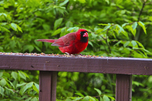 RED CARDINAL BIRD EATING BIRDSEED. Image by David Frampton from Pixabay
