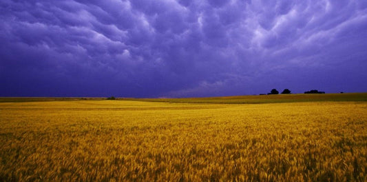 The MidWest