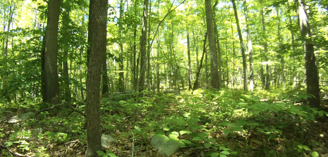 The Northeast